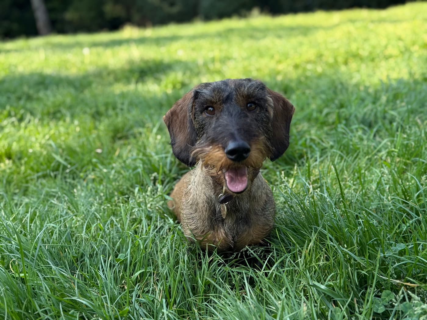 Melvin, wire-haired dachshund